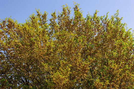 Ulmus minor samarae tree, Brown flowers on twig in late spring with green leaves, Elms are deciduous and semi-deciduous trees comprising the flowering plant genus Ulmus in the plant family Ulmaceae.