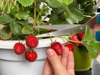 Strawberry growing in a box. Flowering strawberry plant in flower pot hanging on balcony.