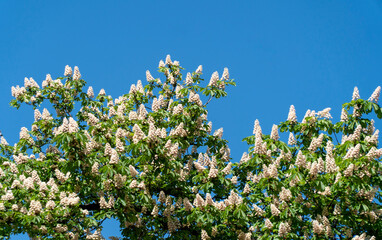 flowering horse chestnut with inflorescences