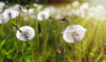 Green field with white umbrellas, dandelion parachutes. Close-up of white parachutes on the ground, in the rays of the morning sun. Medicinal plant.