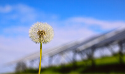 Dandelion inflorescence of flying parachutes against the background of a saturated summer blue sky. Remote solar panel system. A combination of gentle nature and eco-technologies.