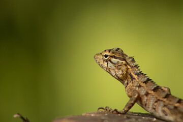 lizard on a tree