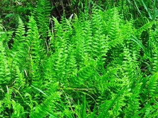 Samambaias em seu habitat natural