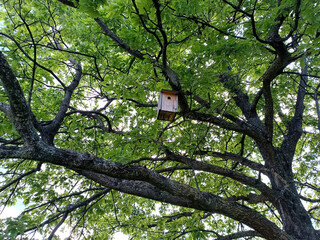 birds on a tree