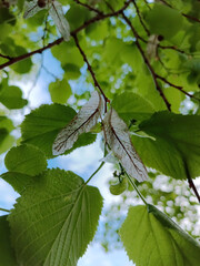 dragonfly on a branch