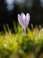 Wild crocus blooming in the meadow. Tatra National Park. Chocholowska Valley. Poland.