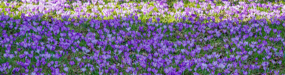 Naklejka premium Wild crocuses blooming in the meadow. Tatra National Park. Chocholowska Valley. Poland.