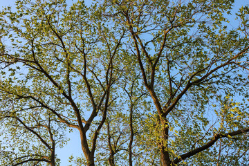 Tree Branches with Yellow Leaves Against Blue Sky and clouds
