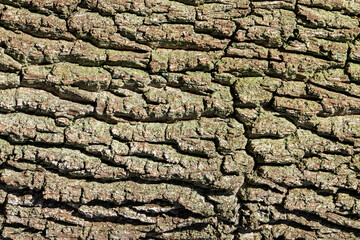 Reddish Brown Tree Bark grooves green lichen Background graphic resource texture