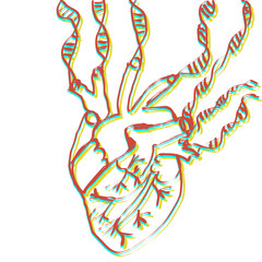 Handdrawn Heart with DNA Strands Three Colors