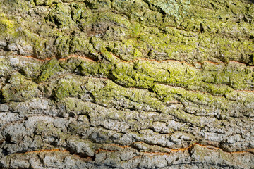 Reddish Brown Tree Bark grooves green lichen Background graphic resource texture