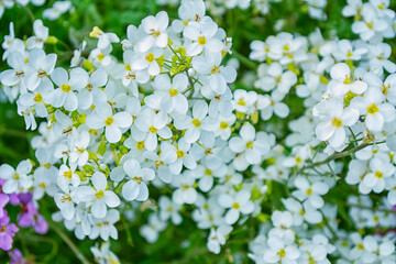 Blooming arabis flower in the spring garden.
