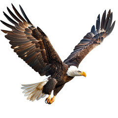 Obraz premium Majestic Bald Eagle in Flight, Wings Spread Wide isolated on white background