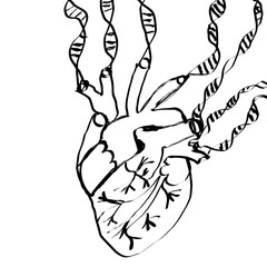 Handdrawn Heart with DNA strands Black Outline