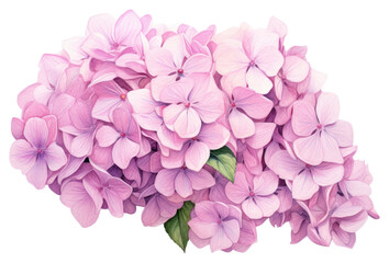 PNG Hydrangea bouquet flower petal lilac