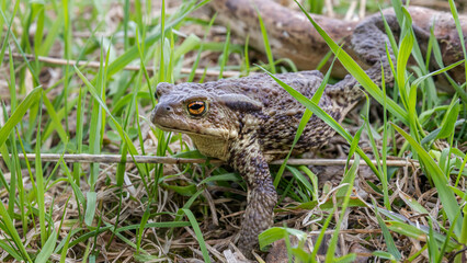 toad on the grass