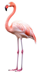 PNG  Flamingo animal bird beak