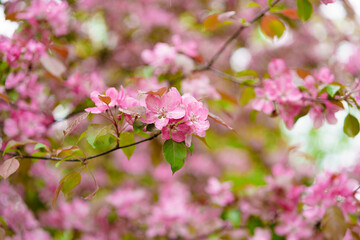 Spring blossoming pink apple trees. Vertical photo for social networks, media.