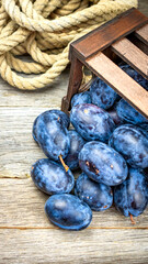 Ripe blue plums in a wooden crate in a rustic composition.