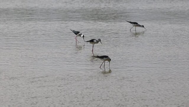 ripresa dettagliata e al rallentatore di vari uccelli acquatici che si spostano nell'acqua bassa di una palude, di giorno, mentre vanno a caccia di cibo