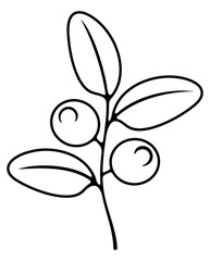 Blueberry, bilberry, huckleberry and whortleberry. Berries, hurtleberry, blaeberry, food and nature, illustration