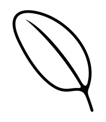 Blueberry, bilberry, leaf and leaves. Berries, hurtleberry, blaeberry, huckleberry and whortleberry, illustration