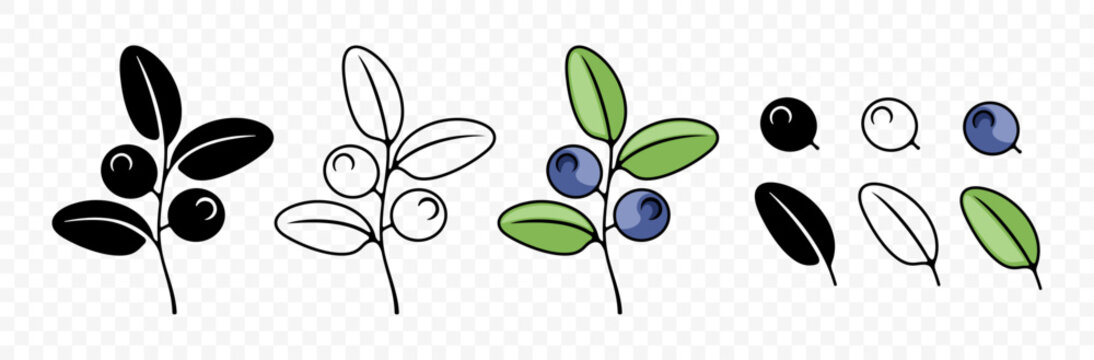 Blueberry, bilberry, huckleberry and whortleberry, graphic design. Berries, hurtleberry, blaeberry, food and nature, vector design and illustration