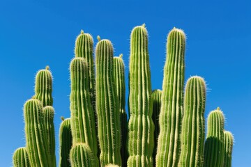 Nature's Majestic Beauty: Cactus Variety in Organ Pipe Cactus National Monument with Blue Sky
