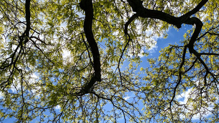 Tree Branches with Yellow Leaves Against Blue Sky and clouds