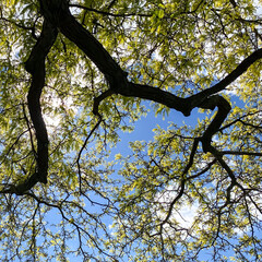 Fototapeta premium Tree Branches with Yellow Leaves Against Blue Sky and clouds