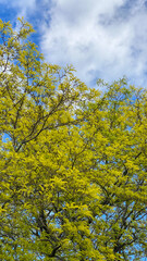 Tree Branches with Yellow Leaves Against Blue Sky and clouds