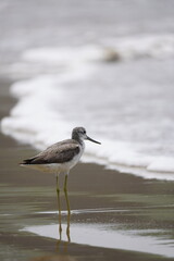 seagull on the beach