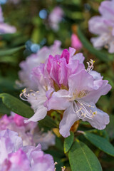 Rhododendron caucasicum blossoming in Vilnius Lithuania