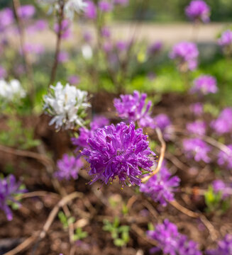 Flowers of a rhodora bush (Rhododendron canadense) in the garden in May.