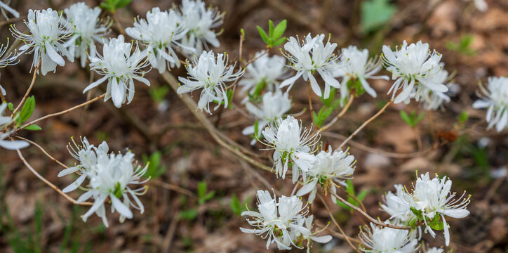 Flowers of a rhodora bush (Rhododendron canadense) in the garden in May.