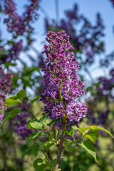 The rich purple color of syringa vulgaris, the lilac or common lilac in front of the natural garden background in April.
