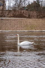 white swans swim on a Neris river of the old city of Vilnius, Lithuania, early spring day
