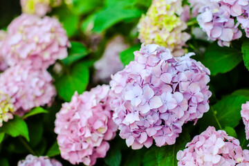 Fototapeta premium Hydrangea. Pink flowers. Summer