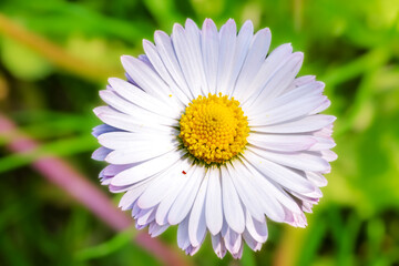 Obraz premium Daisy. White flower close-up view from above