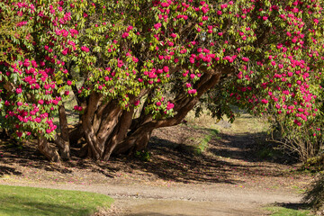 Red Rhododendron flowering tree evergreen leaves arches over park garden path