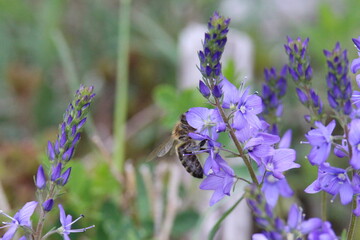 Bee collecting pollen