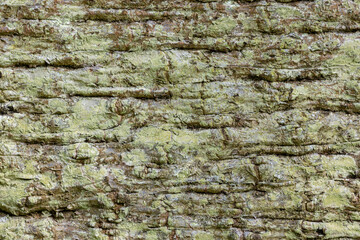 Close-up of tree bark with green algae and ridges for backgrounds or textures