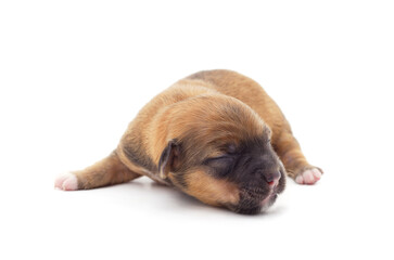 One brown little dog.