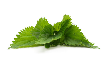 Bouquet of green nettles.