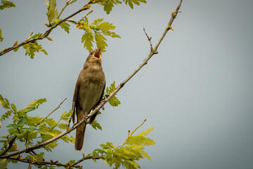 A male thrush nightingale sits on the thin branch and sings its song toward the camera lens.	