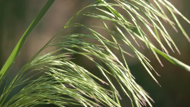 Spike grass close-up. Green spikelet