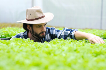 A farmer harvests veggies from a hydroponics garden. organic fresh grown vegetables and farmers...