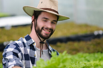 A farmer harvests veggies from a hydroponics garden. organic fresh grown vegetables and farmers...