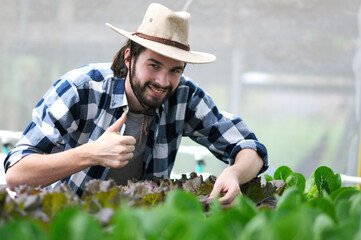 A farmer harvests veggies from a hydroponics garden. organic fresh grown vegetables and farmers...