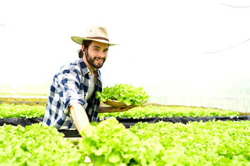 A farmer harvests veggies from a hydroponics garden. organic fresh grown vegetables and farmers...